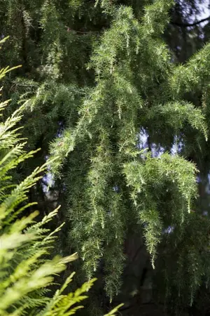 Juniperus communis 'Oblonga Pendula' - 70-80 CM C3 - image 3