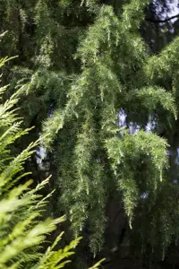 Juniperus communis 'Oblonga Pendula' - 70-80 CM C3 - image 3
