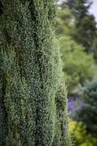 Juniperus communis 'Pyramidalis'