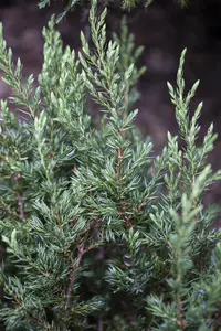 Juniperus communis 'Repanda' - 30-40 CM C7.5 - image 4
