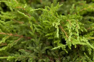 Juniperus communis 'Repanda' - 2 Ltr pot - image 4