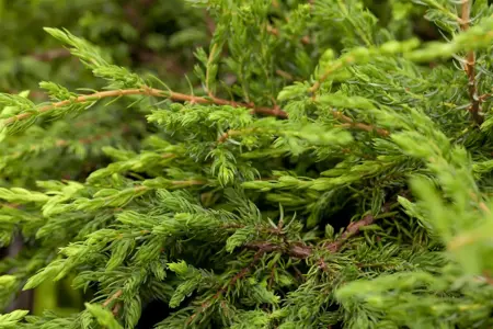 Juniperus communis 'Repanda' - 2 Ltr pot - image 5