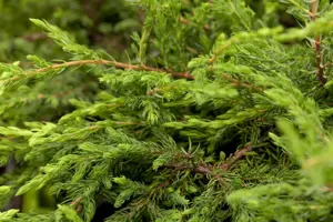 Juniperus communis 'Repanda' - 2 Ltr pot - image 5