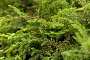 Juniperus communis 'Repanda' - LINERS 28 CEL TRAY P9 SIZE - image 5