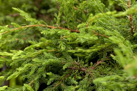 Juniperus communis 'Repanda' - 30-40 CM C7.5 - image 2