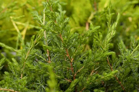 Juniperus communis 'Repanda' - 30-40 CM C7.5 - image 3