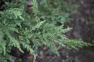 Juniperus communis 'Repanda' - 30-40 CM C7.5 - image 5