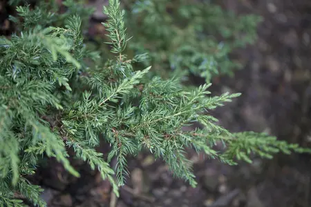 Juniperus communis 'Repanda' - LINERS 32 CEL TRAY P7 SIZE - image 5