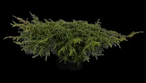 Juniperus communis 'Repanda' - 2 Ltr pot - image 3