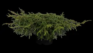 Juniperus communis 'Repanda' - 3 Ltr pot - image 3