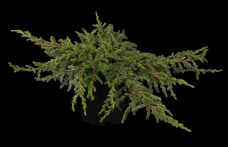 Juniperus communis 'Repanda' - 2 Ltr pot - image 1