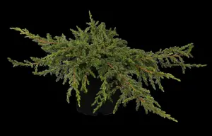 Juniperus communis 'Repanda'