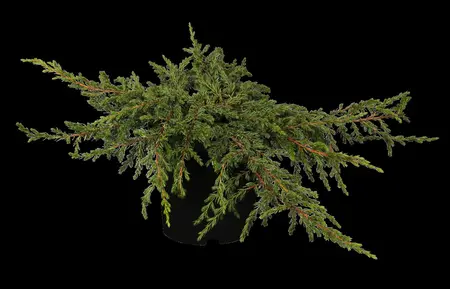 Juniperus communis 'Repanda' - 3 Ltr pot - image 1