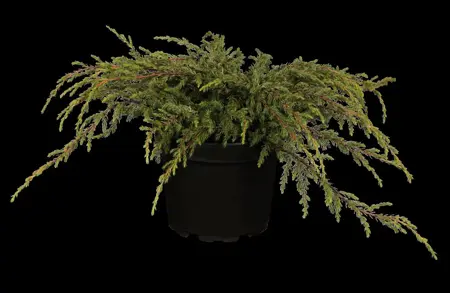 Juniperus communis 'Repanda' - 2 Ltr pot - image 2