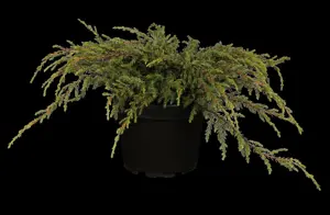 Juniperus communis 'Repanda' - 2 Ltr pot - image 2
