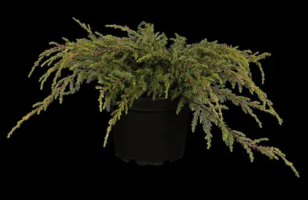 Juniperus communis 'Repanda' - 3 Ltr pot - image 2