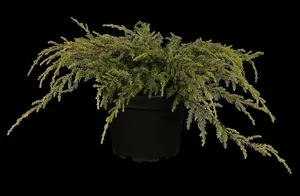 Juniperus communis 'Repanda' - 3 Ltr pot - image 2