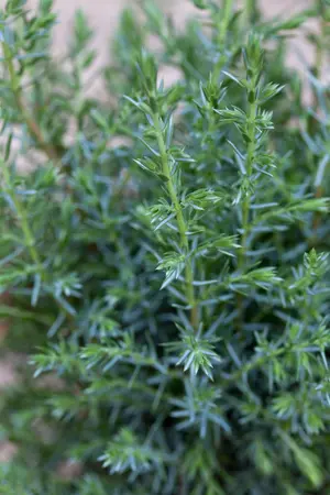 Juniperus communis 'Sentinel' - 40-50 CM C3.5 - image 2