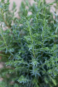 Juniperus communis 'Sentinel' - 40-50 CM C3.5 - image 2