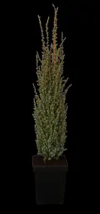 Juniperus communis 'Sentinel'