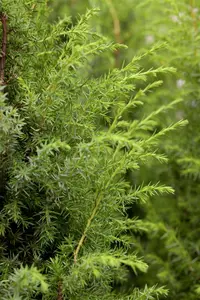 Juniperus communis 'Silver Carpet'