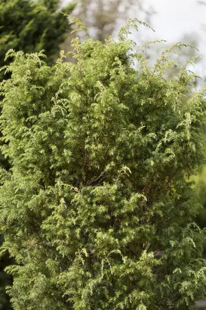 Juniperus communis 'Silver Carpet' - 25-30 CM C3 - image 2