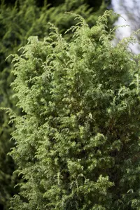 Juniperus communis 'Silver Carpet' - 25-30 CM C3 - image 3