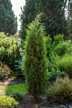 Juniperus communis 'Silver Carpet' - 25-30 CM C3 - image 4