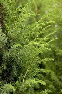 Juniperus communis 'Silver Carpet' - 30-40 CM C10 - image 2