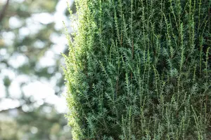 Juniperus communis 'Suecica'