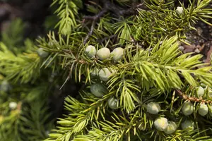 Juniperus conferta 'Allgold'