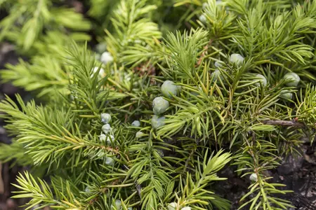Juniperus conferta 'Allgold' - 20-25 CM C2.5 - image 2