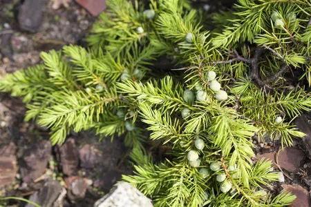 Juniperus conferta 'Allgold' - 20-25 CM C2.5 - image 3