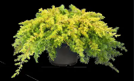 Juniperus conferta 'Allgold' - 20-25 CM C2.5 - image 4