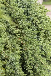 Juniperus conferta 'Blue Pacific' - P9 - image 3