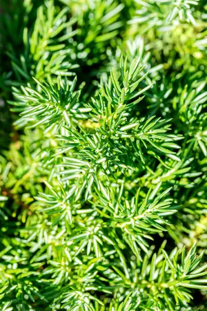 Juniperus conferta 'Blue Pacific' - P9 - image 5