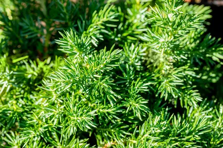 Juniperus conferta 'Blue Pacific' - P9 - image 4