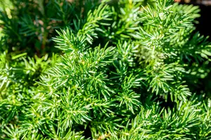 Juniperus conferta 'Blue Pacific' - P9 - image 4