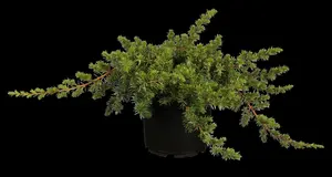 Juniperus conferta 'Blue Pacific' - P9 - image 5