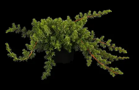 Juniperus conferta 'Blue Pacific' - P9 - image 2