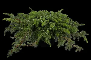 Juniperus conferta 'Schlager'