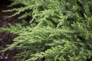 Juniperus conferta 'Schlager' - PLUG/CELGROWN 144 CEL TRAY - image 2