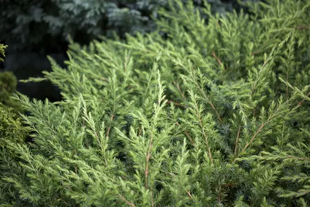 Juniperus conferta 'Schlager' - PLUG/CELGROWN 144 CEL TRAY - image 3