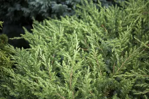 Juniperus conferta 'Schlager' - PLUG/CELGROWN 144 CEL TRAY - image 3