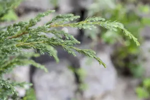 Juniperus conferta 'Schlager' - PLUG/CELGROWN 144 CEL TRAY - image 5