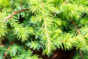 Juniperus conferta 'Schlager' - 30-40 CM C7.5 - image 5