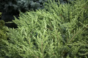 Juniperus conferta 'Schlager' - LINERS 32 CEL TRAY P7 SIZE - image 2