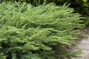 Juniperus conferta 'Schlager' - LINERS 32 CEL TRAY P7 SIZE - image 3