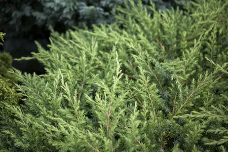 Juniperus conferta 'Schlager' - LINERS 28 CEL TRAY P9 SIZE - image 2