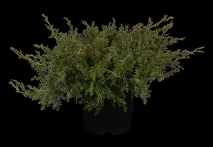 Juniperus davurica 'Leningrad'
